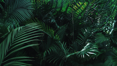 Rainforest trees